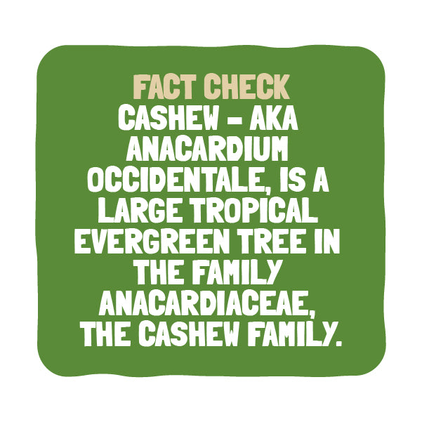 Nutri Verve Raw Cashews