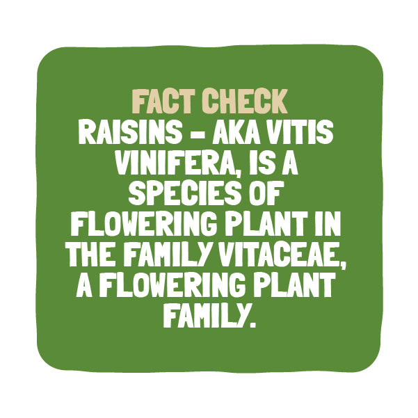 Nutri Verve Raw Seedless Raisins